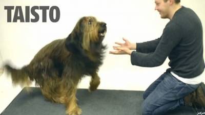 فيديو: ساحر فنلندي يستعرض مواهبه أمام كلاب