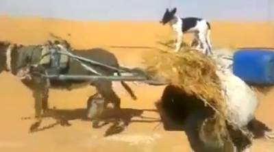 بالفيديو .. حمار ذكي ومهذب يفسح الطريق لسيارة