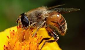 اتحـاد النحاليـن يـحذّر من انتشار بيع العسل المغشوش