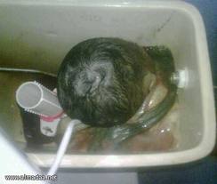 العثور على جثة طفل داخل “سيفون” حمام نسائي..!