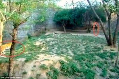 بالفيديو : هندي دخل قفص النمور وتحداها لمدة 45 دقيقة قبل ان يتم اعتقاله