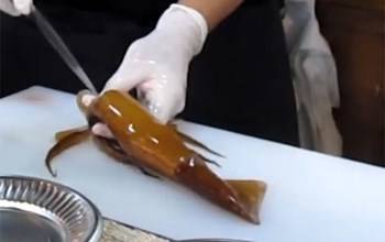 بالفيديو... طاه آسيوي يقوم بتقطيع أخطبوط وهو حي