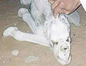 تبوك: ناقة تلد حواراً بوجه يشبه وجه الإنسان (صورة)