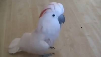 شاهد... ببغاء بارع يستعرض مواهبه في الرقص