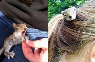 صور .. فتاة تخبئ سنجابا في شعرها