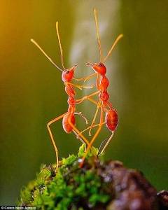 بالصور : نملتان تمسكان الايادي وترقصان