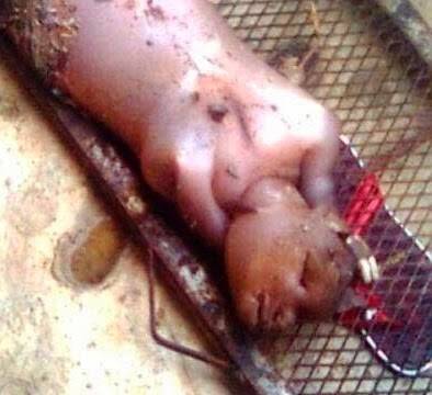 السعودية : يبكي مثل الأطفال.. شاه تلد بشراً..!! صورة