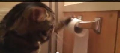 قط يسحب لفة ورق الحمام و يطويها