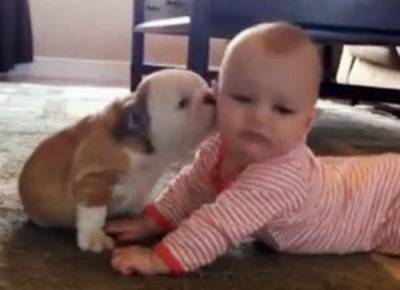 بالفيديو.. جرو يغرق طفلة رضيعة بالقبلات