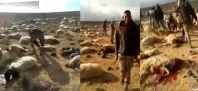 فيديو: عسكريون يذبحون أكثر من 200 رأس من الأغنام بطريقة غريبة
