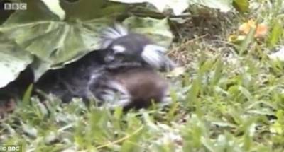 بالفيديو.. مشهد مذهل لقرد يعانق زوجته المتوفية