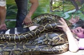 ممنوع لأصحاب القلوب الضعيفة.. مساج باستخدام ثعابين يصل حجمها 250 كم