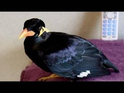 بالفيديو : طائر يتحدث اليابانية ويجيب على الهاتف