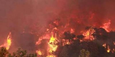 خسرنا 450 عاما من الاشجار .. النيران تلتهم 450 شجرة حرجية قي دبين