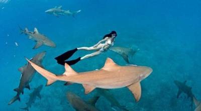 إمرأة تسبح شبه عارية بين أسماك القرش