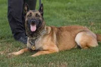 الحكم بالسجن المؤبد على كلب