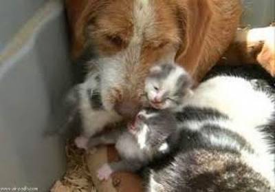 كلبة تفاجئ صاحبها وتلد ثلاث قطط في ظاهرة تعد الأغرب في العالم !!!