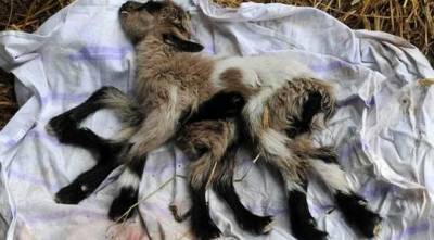 عنزة خنثى بثمانية أرجل