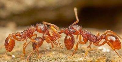 سبحان الله..النمل يترك رساله لأهله بعد موته!!