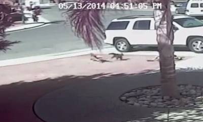 بالفيديو… شاهد كيف أنقدت قطة طفلا هاجمه كلب