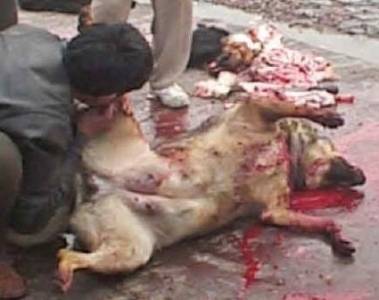 شاهد بالفيديو مسلخ يبيع لحم الكلاب