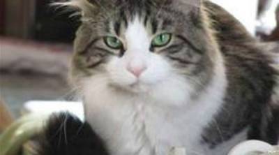 قطة في نيوزيلندا تعمل في تجارة المخدرات