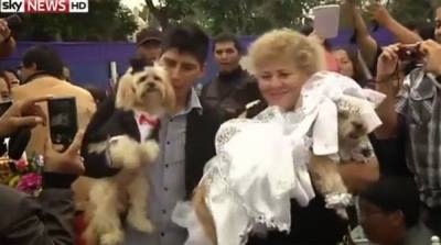 حفل زفاف جماعي للكلاب في بيرو...فيديو