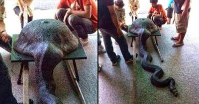 ثعبان يبتلع مقلاة