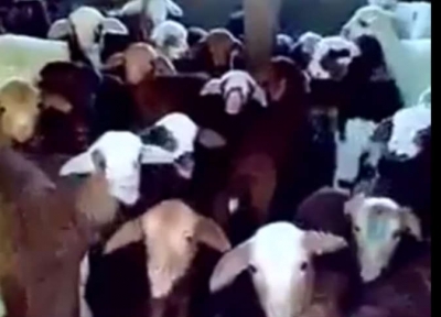 بالفيديو.. أول كورال «خرفان» في العالم