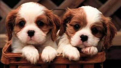 شاي خاص للكلاب