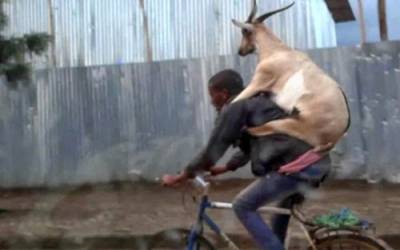 فيديو: طريقة مبتكرة لنقل الماعز بشوارع إثيوبيا المزدحمة