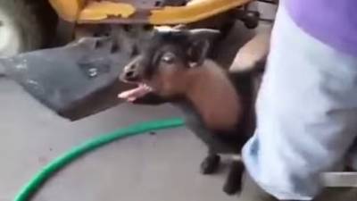 بالفيديو .. تيس يتعلم لغة الدجاج