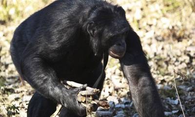 شامبانزي متعدد المواهب يجيد الطهو و محادثات الإنترنت