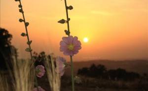 الأربعاء: الأجواء صيفية مُعتدلة نهاراً ومائلة للبرودة ليلاً .. اقرأوا التفاصيل