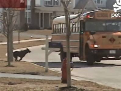 بالفيديو.. كلب يستقبل صديقه ويحمل عنه حقيبة المدرسة يحصد ملايين المشاهدات