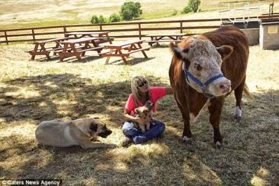 بالفيديو والصور : بقرة تعتقد نفسها كلبة