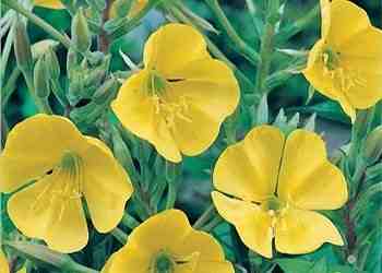 بالفيديو.. زهرة “الأخدرية” تتفتح عند سماع الأذان وتنكمش بانتهائه