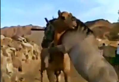 بالفيديو .. حصان يقبل جمل بعد انقطاع طويل بينهما
