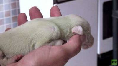 بالفيديو...ولادة جروين بفرو أخضر