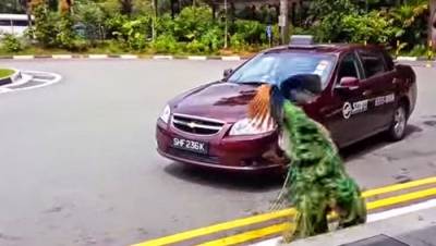 بالفيديو.. طاووس غاضب يهاجم سيارة