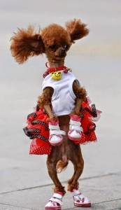 صور: الكلب الأكثر أناقة في الصين