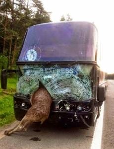 صور: رأس غزال مخمور يخترق زجاج حافلة