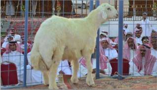 بيع خروف بمليون ريال.. !