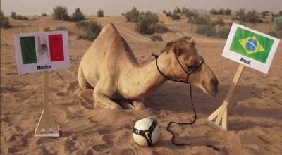 فتوى سعودية: استخدام الحيوانات للتنبؤ بنتائج المباريات “منكر”