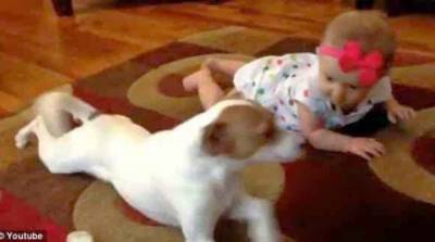 فيديو ...كلب يٌعلم رضيعة الحبو