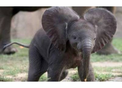 بالفيديو.. فيل صغير ينام كالطفل بعد سماع الأغاني من مربيته