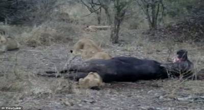 بالفيديو.. شبل صغير كاد أن يموت مختنقا داخل مؤخرة جاموسة