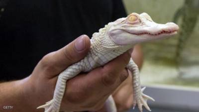 عمدة بلدة مكسيكية يتزوج تمساحا