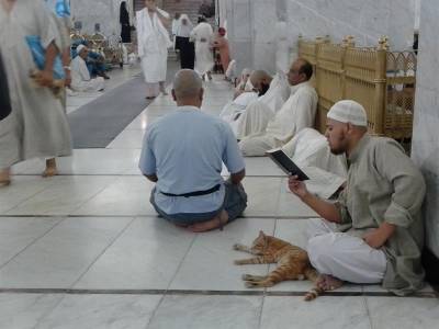 قطة مستأنسة بتلاوة القرآن الكريم داخل الحرم المكي (صورة)