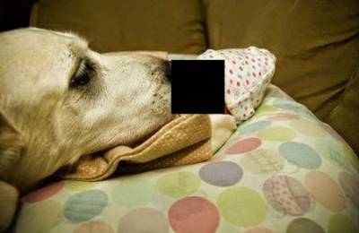 في حادثة تقشعر منها الأبدان.. كلب ضال يسرق رضيع حديث الولادة من المستشفى!